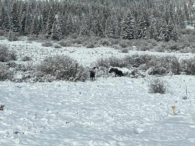 2022/05(May)/Colorado-Moose-Snow/800x600_2022-05-24-Snow-Moose-05.JPG