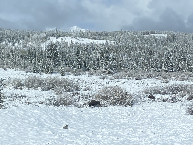 2022/05(May)/Colorado-Moose-Snow/800x600_2022-05-24-Snow-Moose-07.JPG