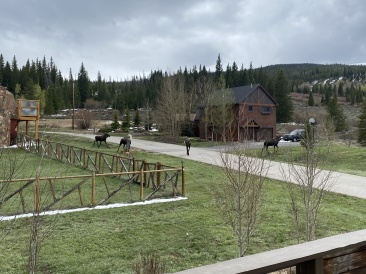 2022-05-23-Moose-02.JPG