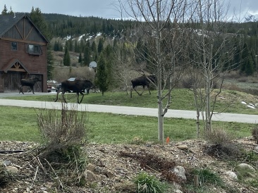2022-05-23-Moose-03.JPG