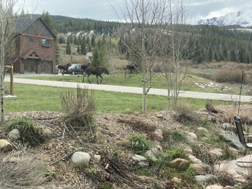 2022-05-23-Moose-04.JPG