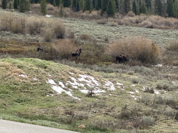 2022-05-23-Moose-05.JPG