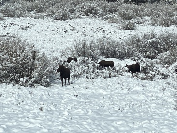 2022-05-24-Snow-Moose-04.JPG