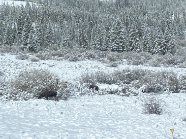 2022-05-24-Snow-Moose-06.JPG