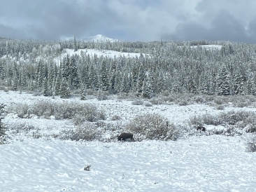 2022-05-24-Snow-Moose-07.JPG
