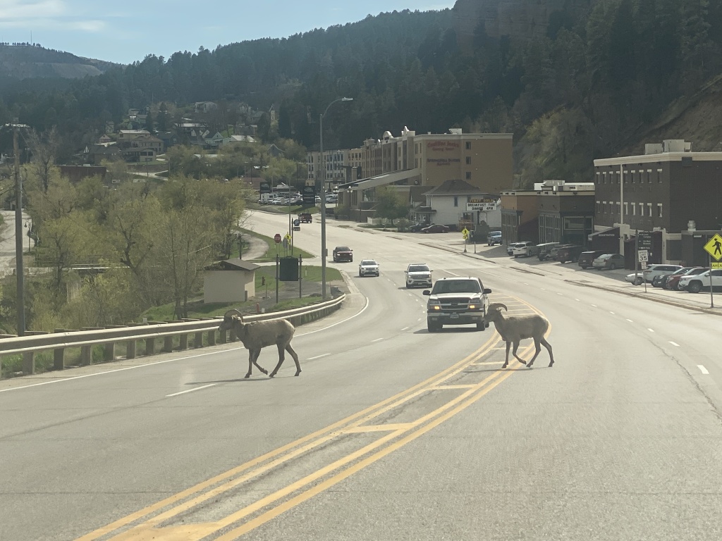 2022-05-16-Sturgis-SD-01-Deadwood-bighorn-sheep.JPG
