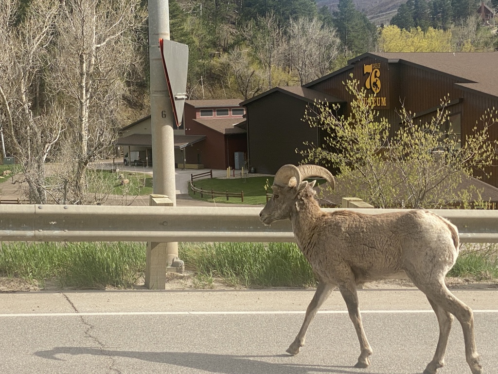 2022-05-16-Sturgis-SD-03-Deadwood-bighorn-sheep.JPG