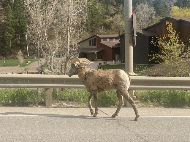 2022-05-16-Sturgis-SD-02-Deadwood-bighorn-sheep.JPG