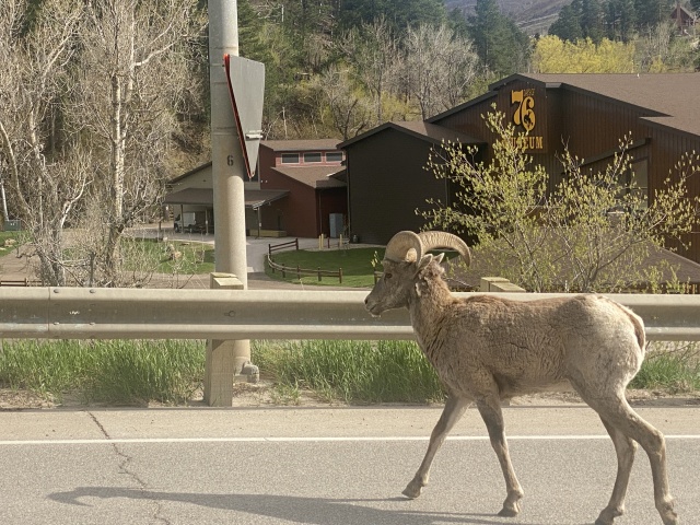 2022-05-16-Sturgis-SD-03-Deadwood-bighorn-sheep.JPG