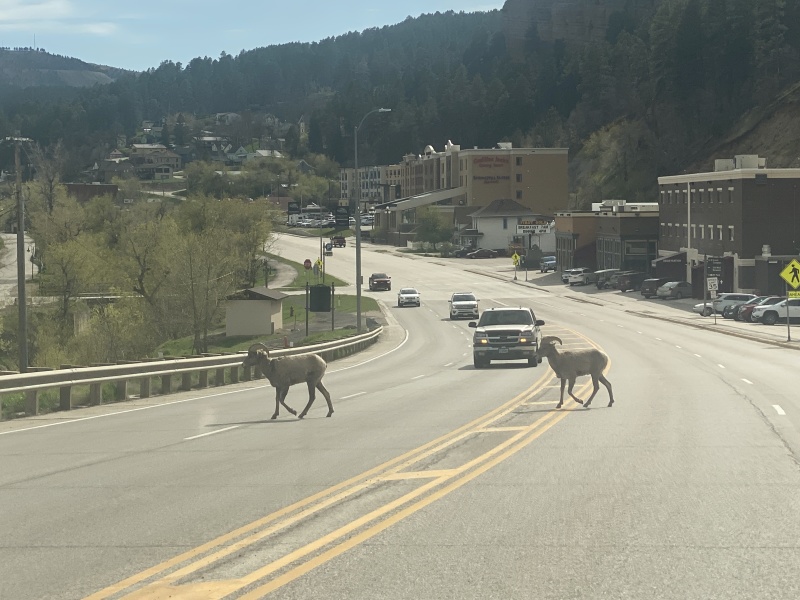 2022/05(May)/VA-SAVD-Sturgis-SD-plus-parents/800x600_2022-05-16-Sturgis-SD-01-Deadwood-bighorn-sheep.JPG