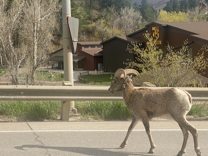 2022/05(May)/VA-SAVD-Sturgis-SD-plus-parents/800x600_2022-05-16-Sturgis-SD-03-Deadwood-bighorn-sheep.JPG