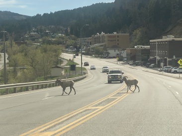 2022-05-16-Sturgis-SD-01-Deadwood-bighorn-sheep.JPG