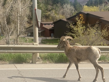2022-05-16-Sturgis-SD-03-Deadwood-bighorn-sheep.JPG