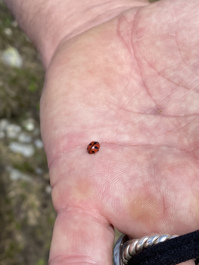 2022/07(July)/Colorado-Chihuahua-Gultch-Hike/800x600_2022-07-02-Chihuahua-Gultch-Hike-43-ladybug.JPG