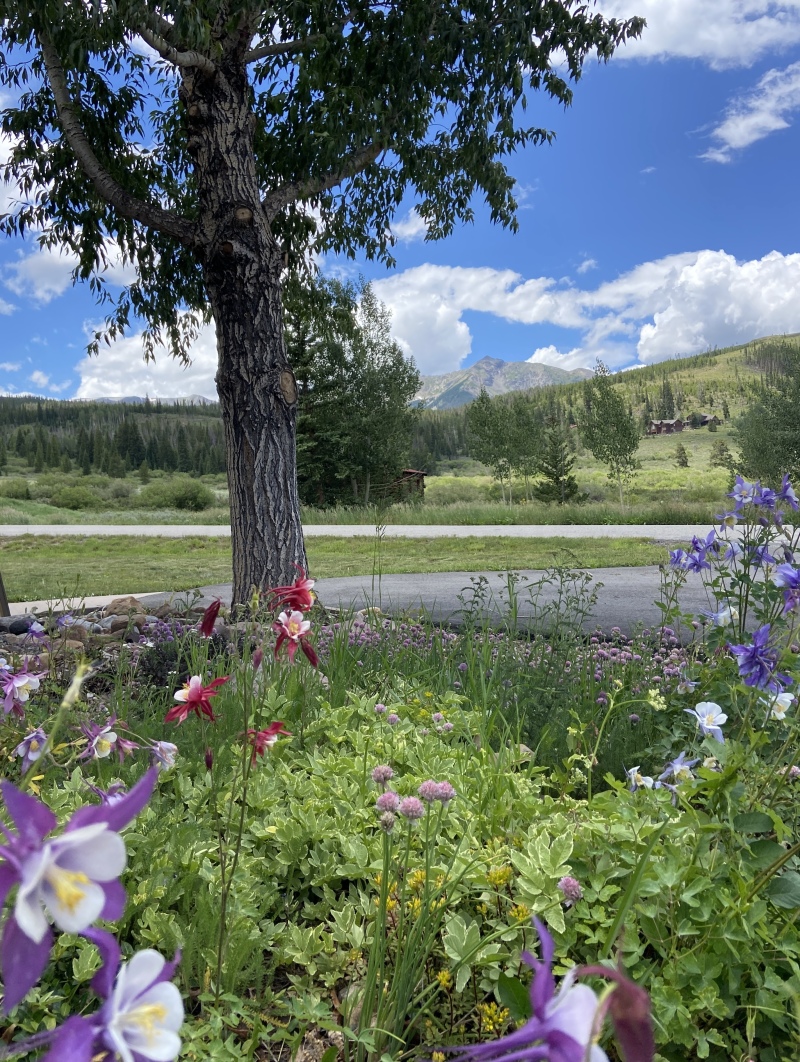 2022-07-10-Colorado-house-flowers-04.JPG