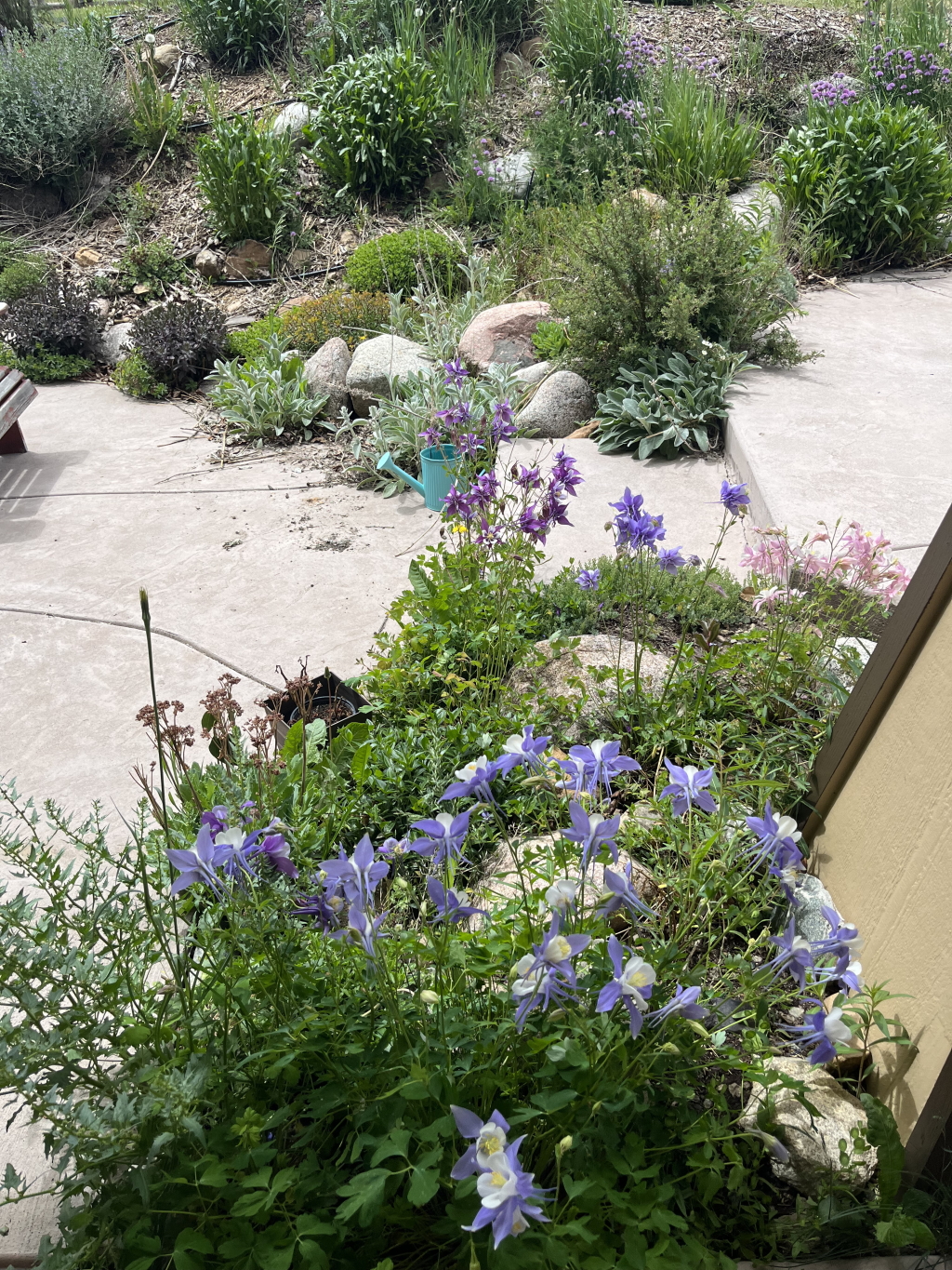 2022-07-03-Colorado-42-flowers.jpg