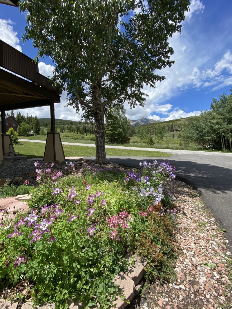 2022/07(July)/Colorado-Mike-Graciela/800x600_2022-07-06-Colorado-99-flowers.JPG