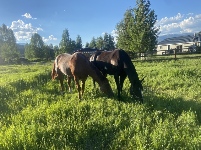 2022-07-12-Colorado-Drone-Mini3-13-horses.JPG