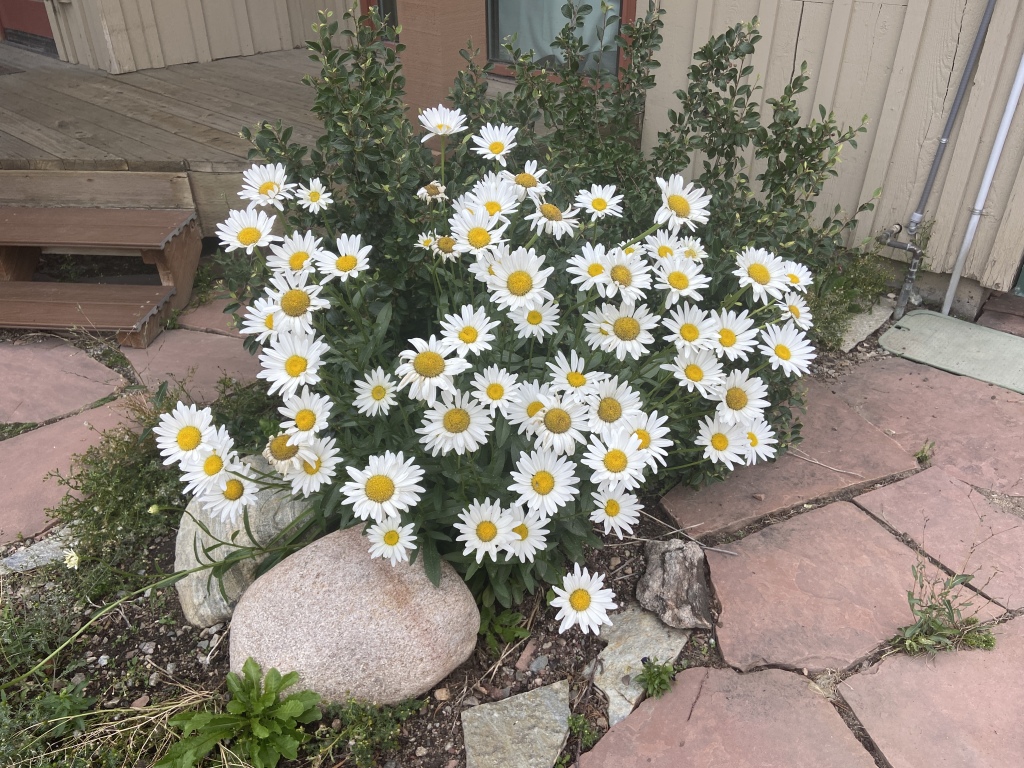2022/08(August)/Colorado/1024x768_2022-08-18-Colorado-06-Satellite13-Frisco-Concert-flowers.JPG