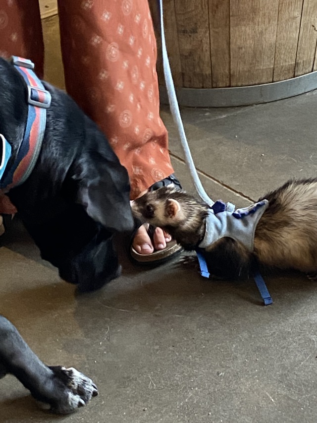 2022-08-20-Colorado-21-Broken-Compass-dog-ferret.JPG
