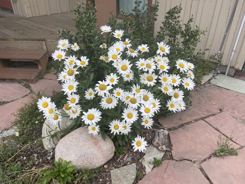 2022/08(August)/Colorado/800x600_2022-08-18-Colorado-06-Satellite13-Frisco-Concert-flowers.JPG