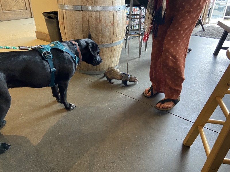 2022-08-20-Colorado-19-Broken-Compass-dog-ferret.JPG