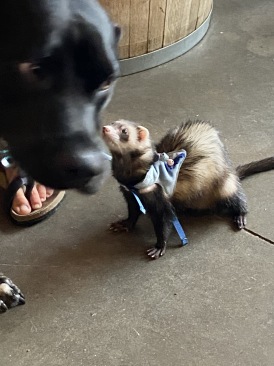 2022-08-20-Colorado-20-Broken-Compass-dog-ferret.JPG