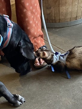 2022-08-20-Colorado-21-Broken-Compass-dog-ferret.JPG