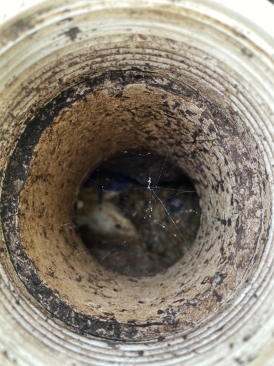 2022-09-17-Hutto-Broken-Sewer-line-05.JPG