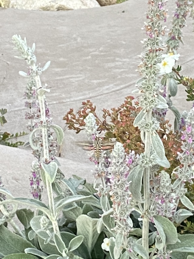 2022-09-06-Colorado-14-flowerbed.JPG