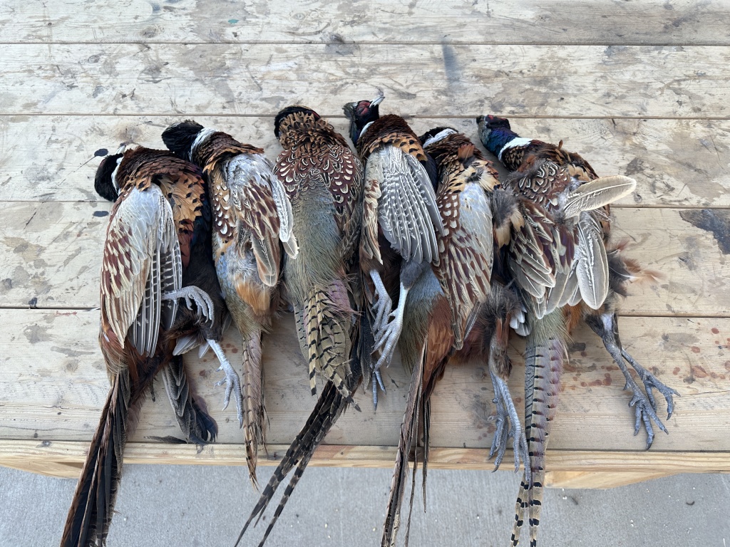 2022-11-06-SouthDakota-Pheasant-Hunting-13-birds.JPG