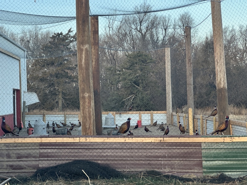 2022/11(November)/Hunting-South-Dakota/800x600_2022-11-06-SouthDakota-Pheasant-Hunting-02.JPG