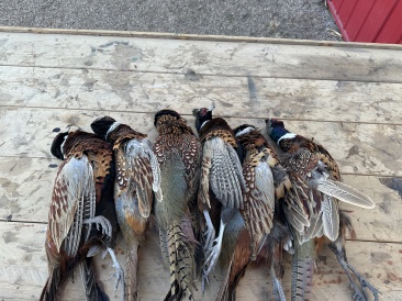 2022-11-06-SouthDakota-Pheasant-Hunting-12-birds.JPG