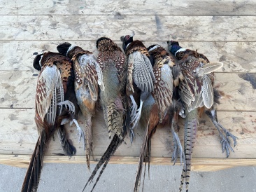 2022-11-06-SouthDakota-Pheasant-Hunting-13-birds.JPG