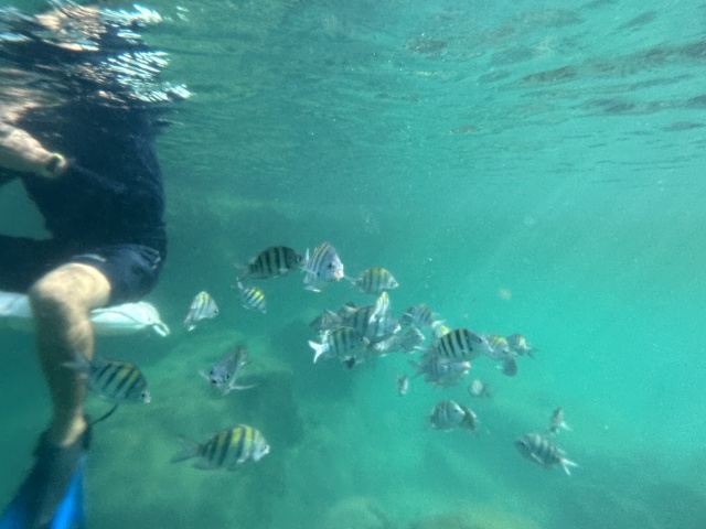 2022/12(December)/Cancun-Mexico/640x480_2022-12-02-Cancun-with-Friends-57-fish.JPG