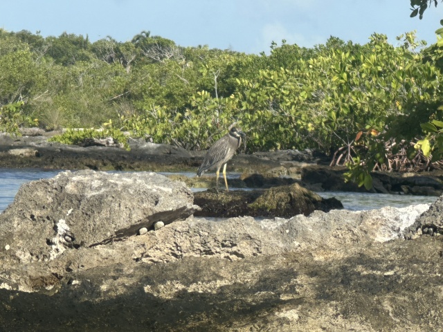 2022/12(December)/Cancun-Mexico/640x480_2022-12-02-Cancun-with-Friends-62-stork.JPG
