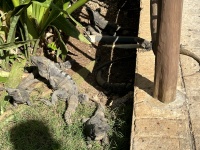 2022-11-30-Cancun-with-Friends-22-lizards.JPG
