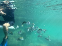 2022-12-02-Cancun-with-Friends-57-fish.JPG