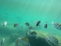 2022-12-02-Cancun-with-Friends-58-fish.JPG