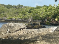 2022-12-02-Cancun-with-Friends-62-stork.JPG