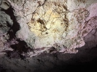 2022-12-02-Cancun-with-Friends-93-Cenotes-spider.JPG