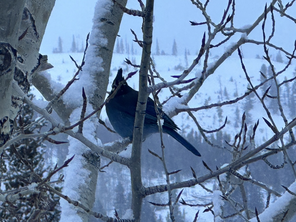2022/12(December)/Colorado/1024x768_2022-12-24-69-Bluebird.JPG