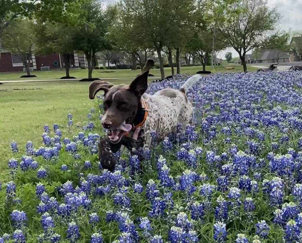 2022/BEST-OF/1024x768_2022-04-06-Blaze-17-Bluebonnets-GOOD.JPG