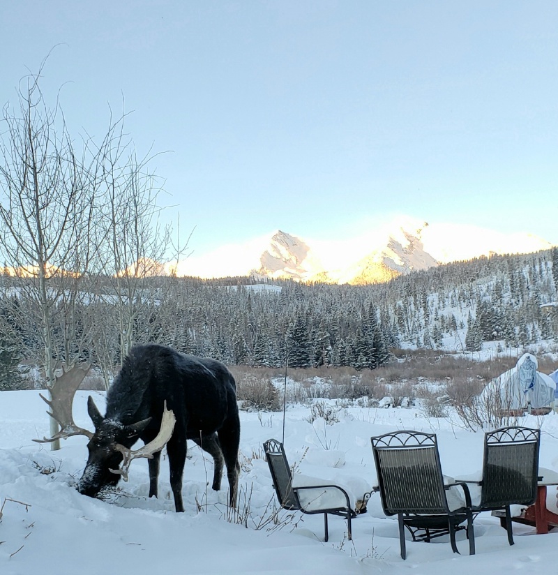 2022-01-01-Moose-1-GOOD.JPG