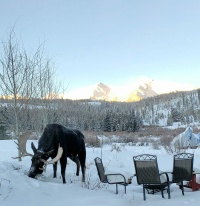2022-01-01-Moose-1-GOOD.JPG