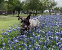 2022-04-06-Blaze-17-Bluebonnets-GOOD.JPG