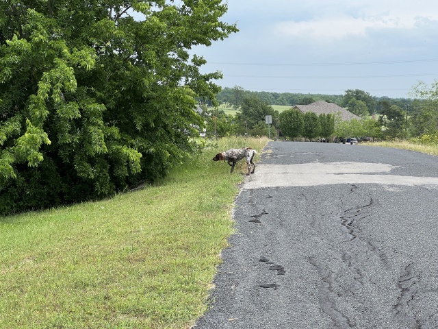 2023/01(January)/Blaze/640x480_2023-05-07-16-Blaze.JPG