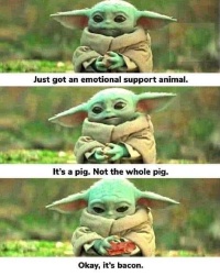 Emotional-Support-Pig.JPG