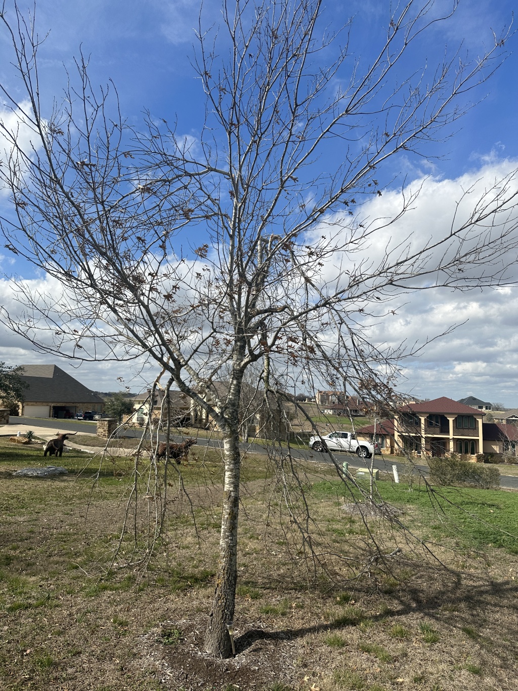 2023/02(February)/Ice-storm-Texas-Trees-down/1024x768_2023-02-06-Texas-Ice-Storm-05.JPG