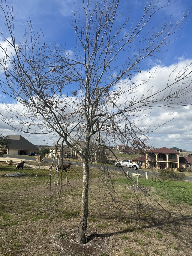 2023/02(February)/Ice-storm-Texas-Trees-down/640x480_2023-02-06-Texas-Ice-Storm-05.JPG